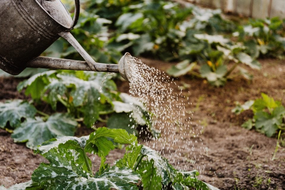 Jardinage dans son potager